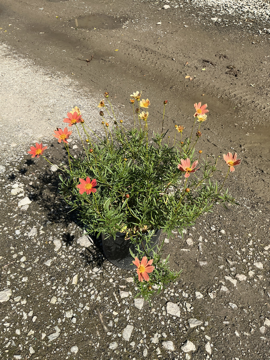 Coreopsis verticillata 'Novcorcar'
