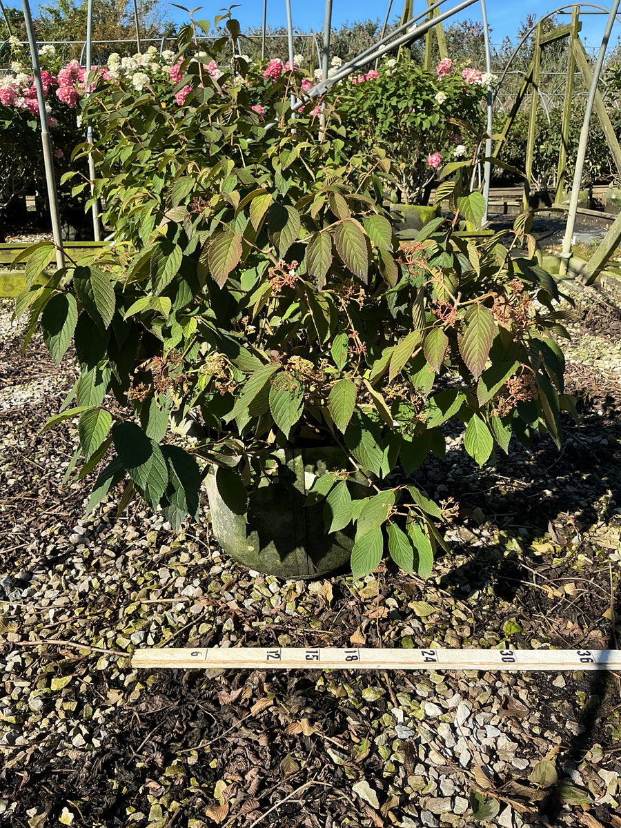 Viburnum plicatum 'Mariesii'