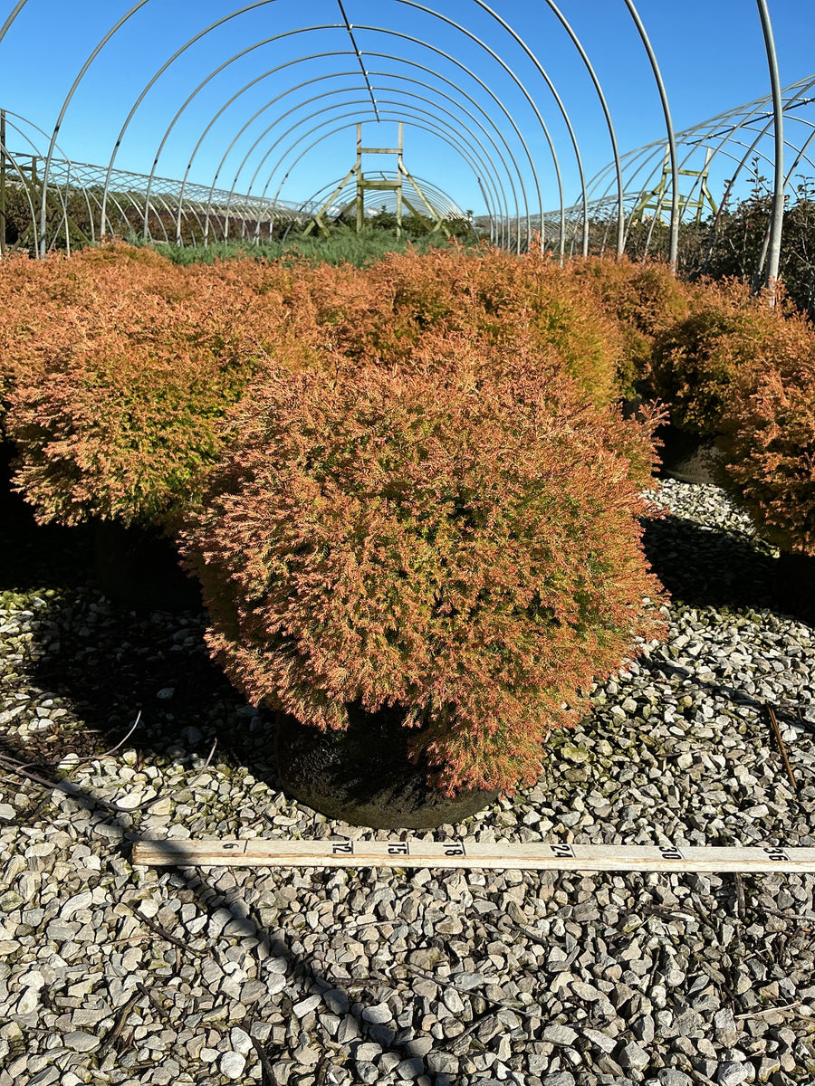 Thuja occidentalis ‘Fire Chief’ (Congabe)