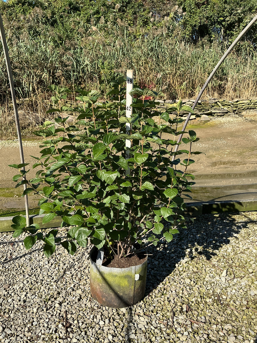 Viburnum dentatum 'Synnestvedt'