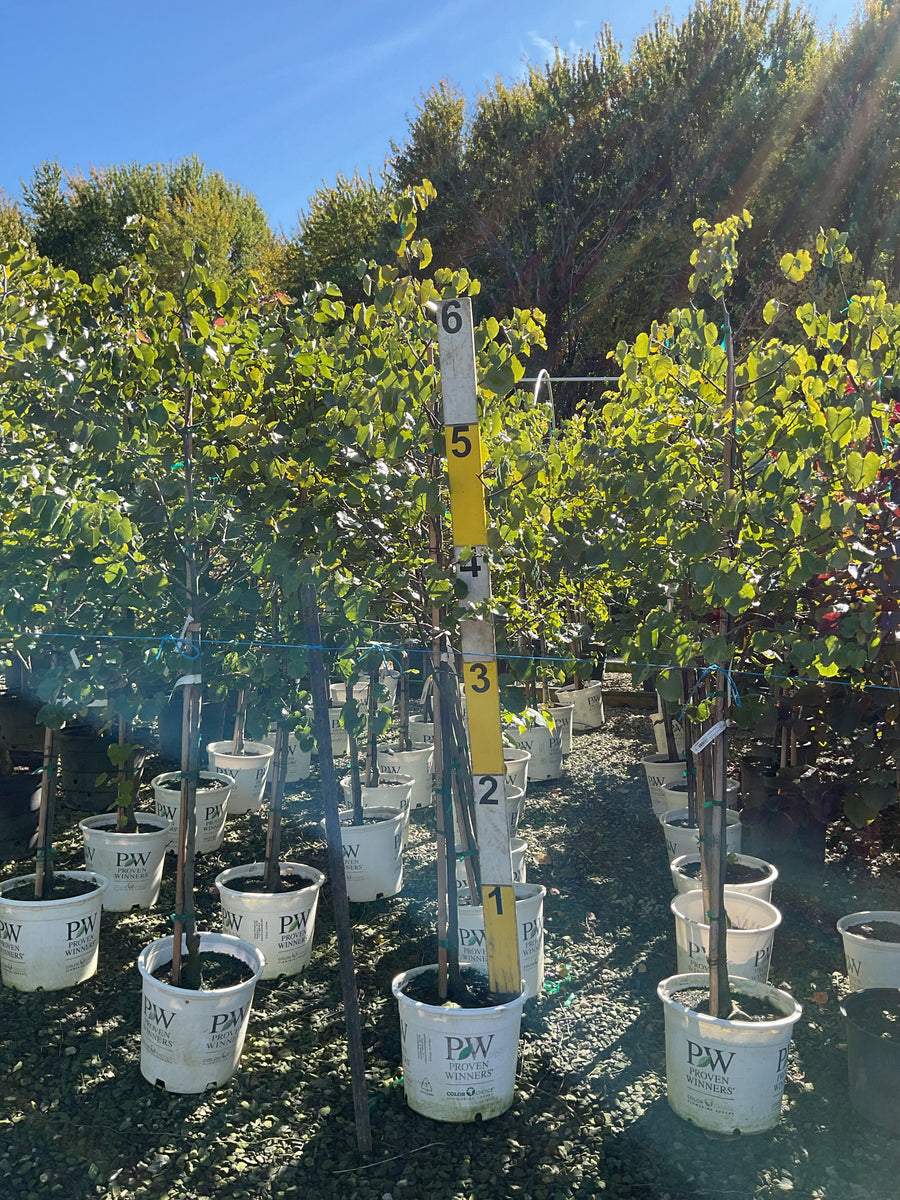 Cercis canadensis 'Luscious Lavender'