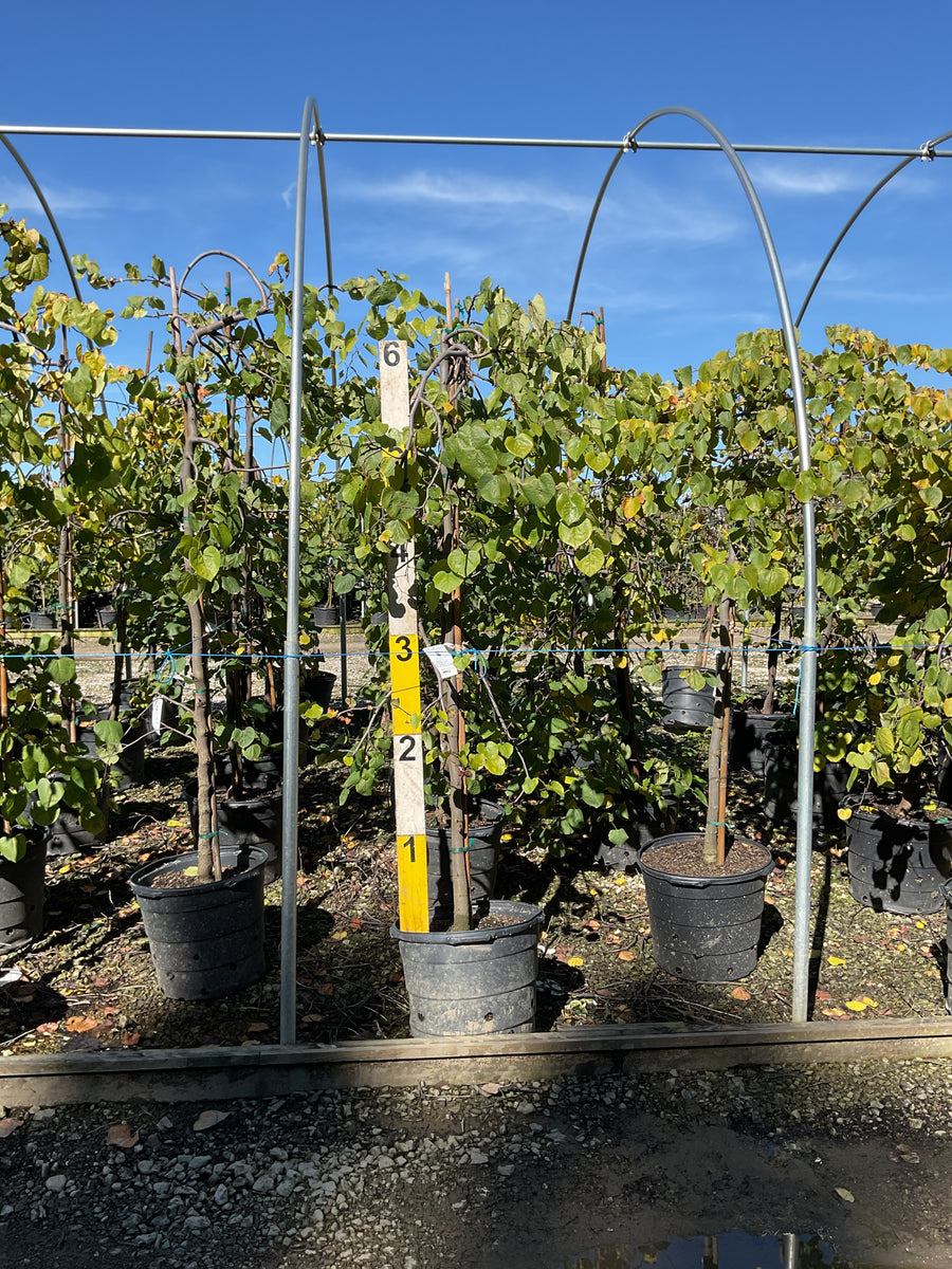 Cercis canadensis 'Covey'