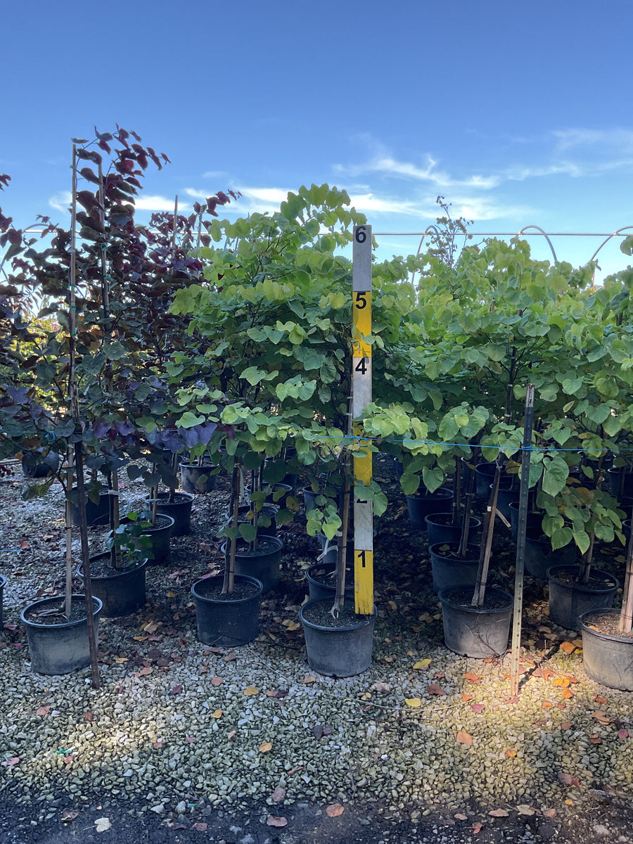 Cercis canadensis 'Hearts of Gold'