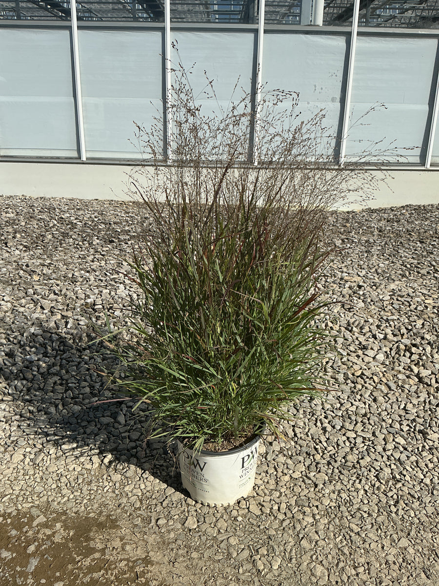 Panicum virgatum 'Cheyenne Sky'