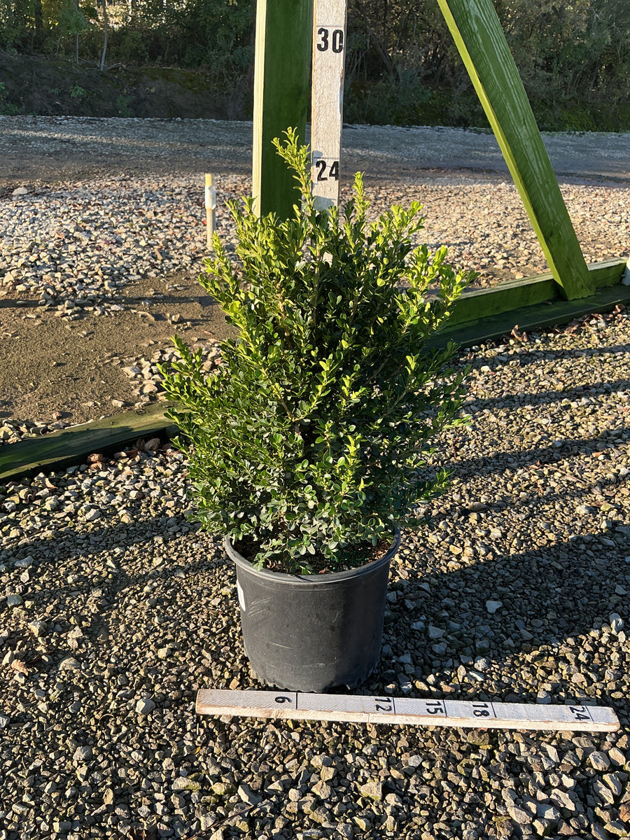 Buxus microphylla 'Green Beauty'
