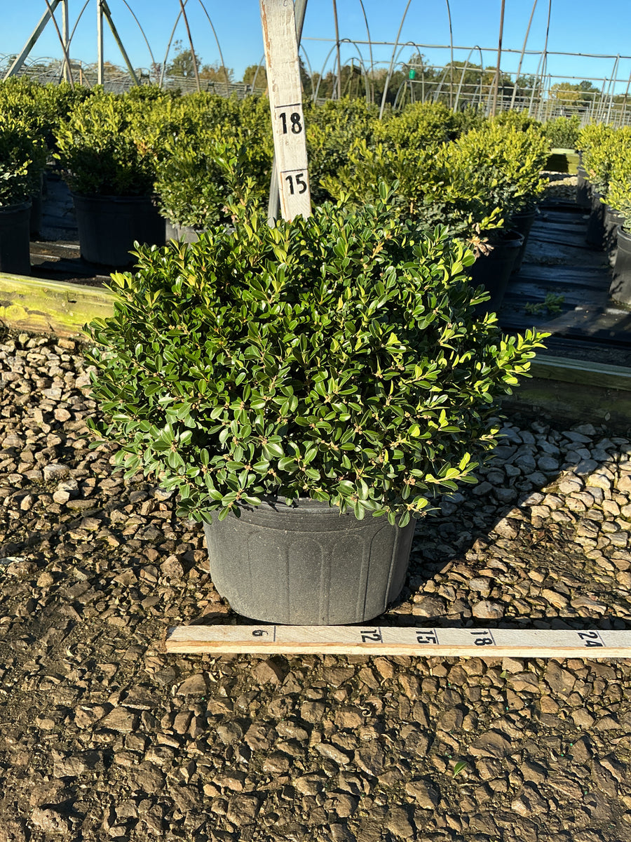 Buxus newgen 'Independence'