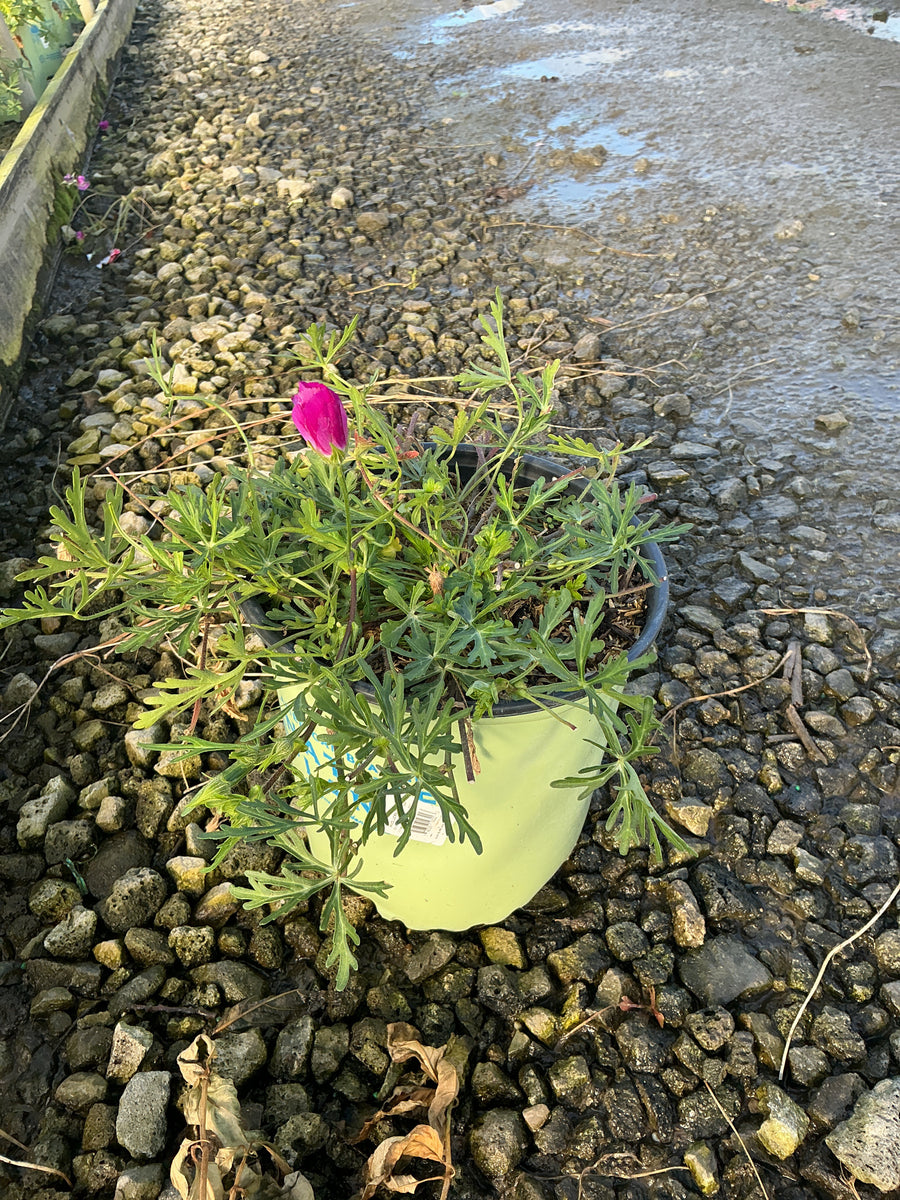 Callirhoe involucrata