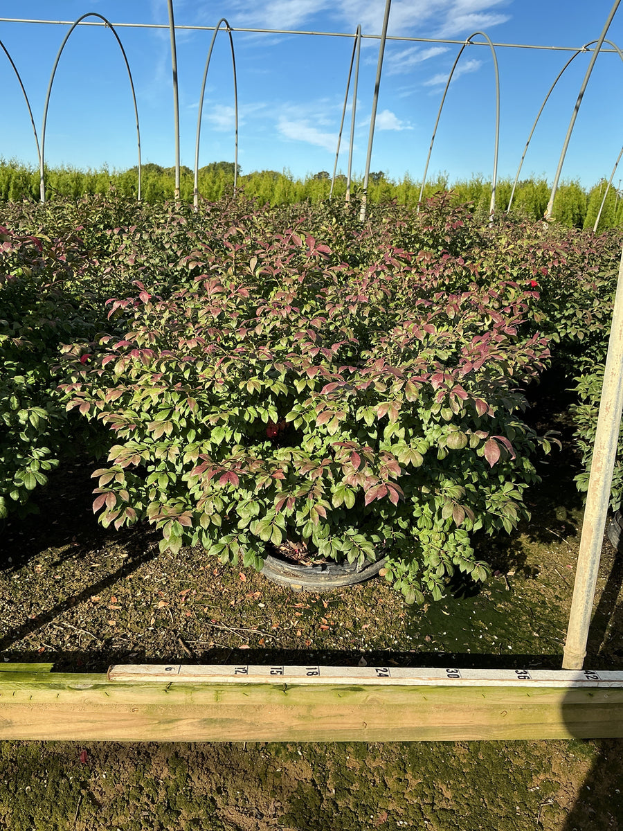 Euonymus alatus 'Compactus'