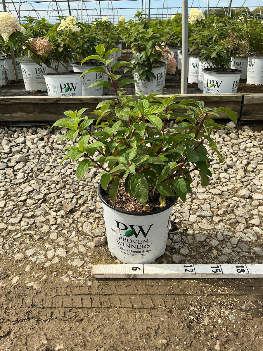 Hydrangea paniculata 'Bobo'