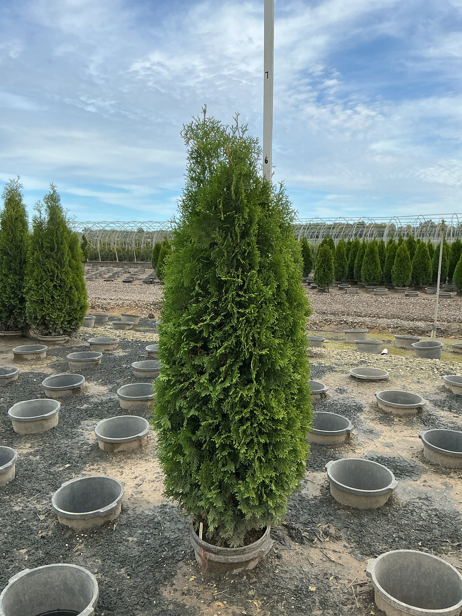 Thuja occidentalis Private Jet 'King of Brabant'