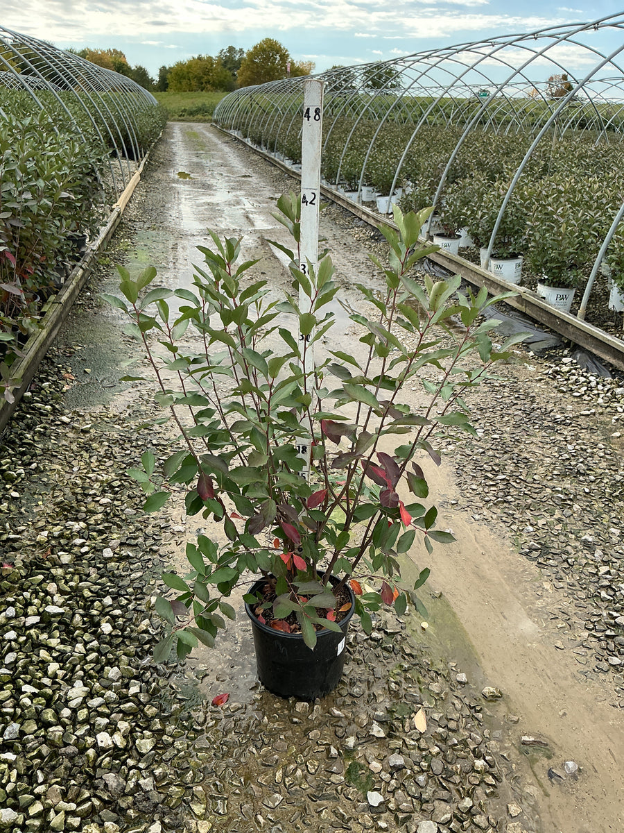 Aronia arbutifolia 'Brilliantissima'