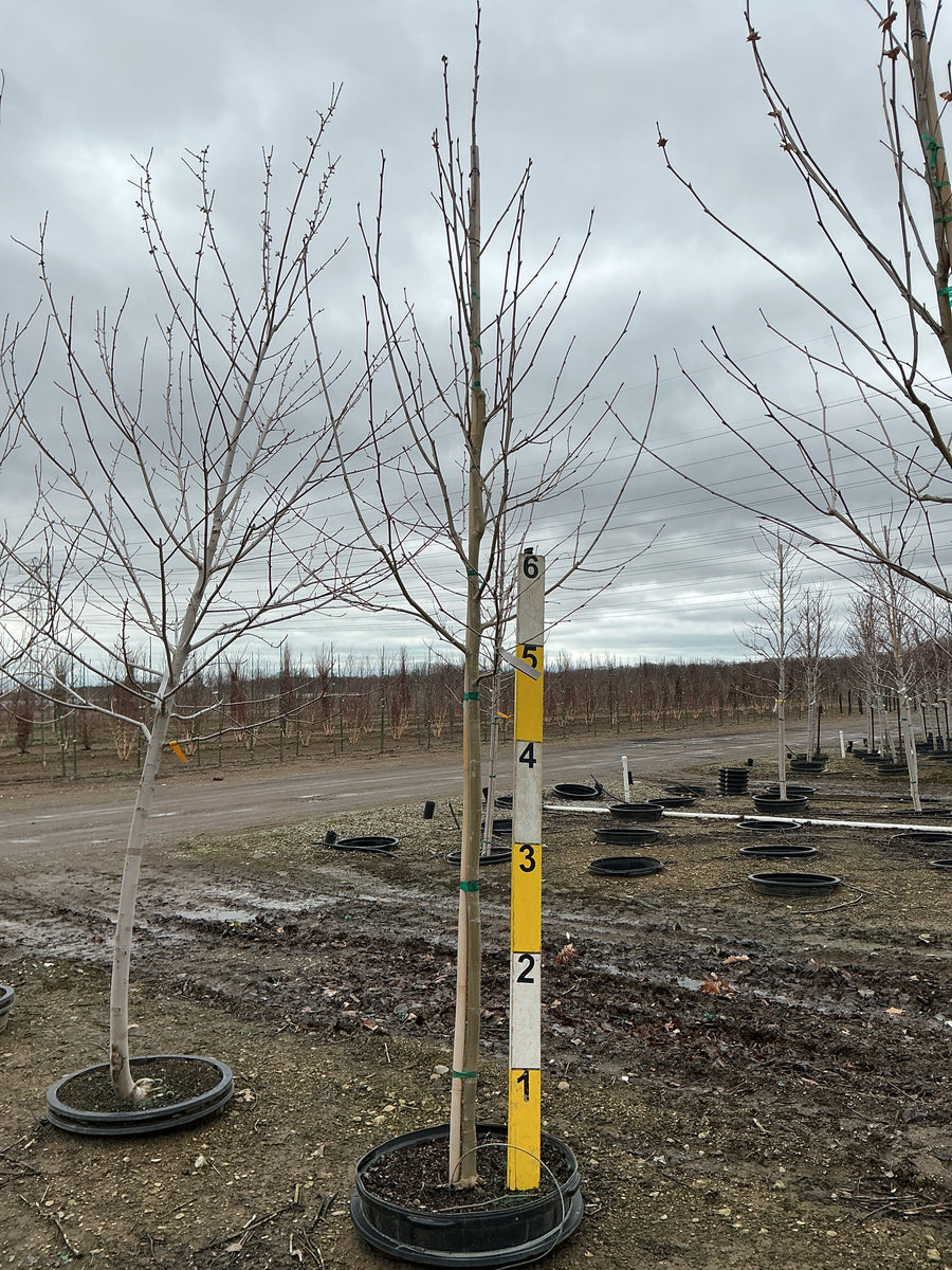 Platanus A 'Exclamation'