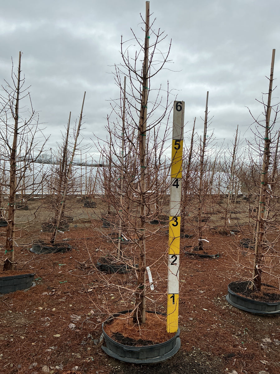Metasequoia glyptostroboides