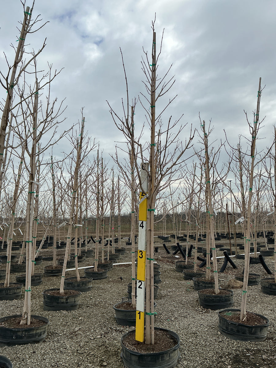 Acer saccharum 'Green Mountain'