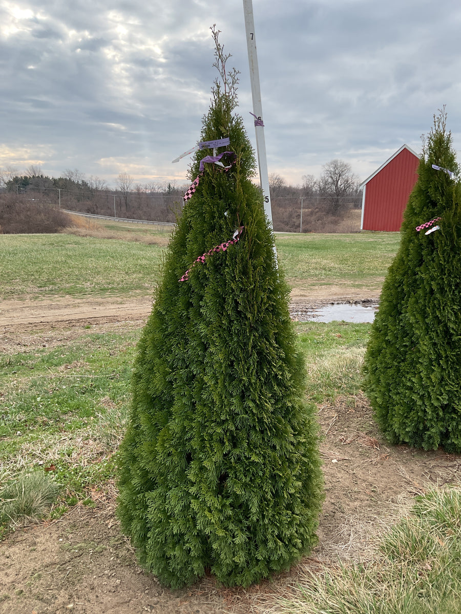 Thuja occidentalis 'Smaragd'