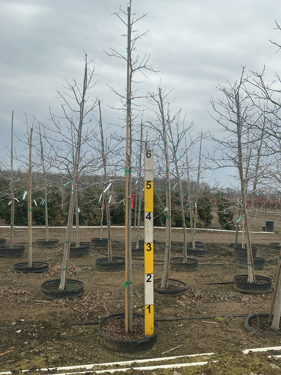 Quercus palustris