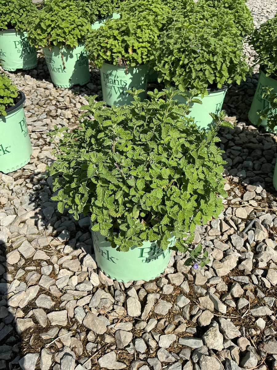 Nepeta sylvester 'Blue'