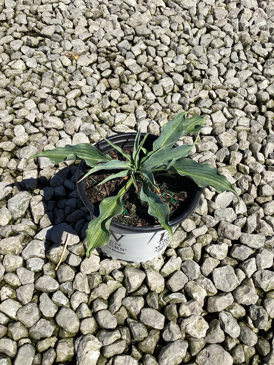 Hosta shadowland 'Waterslide'