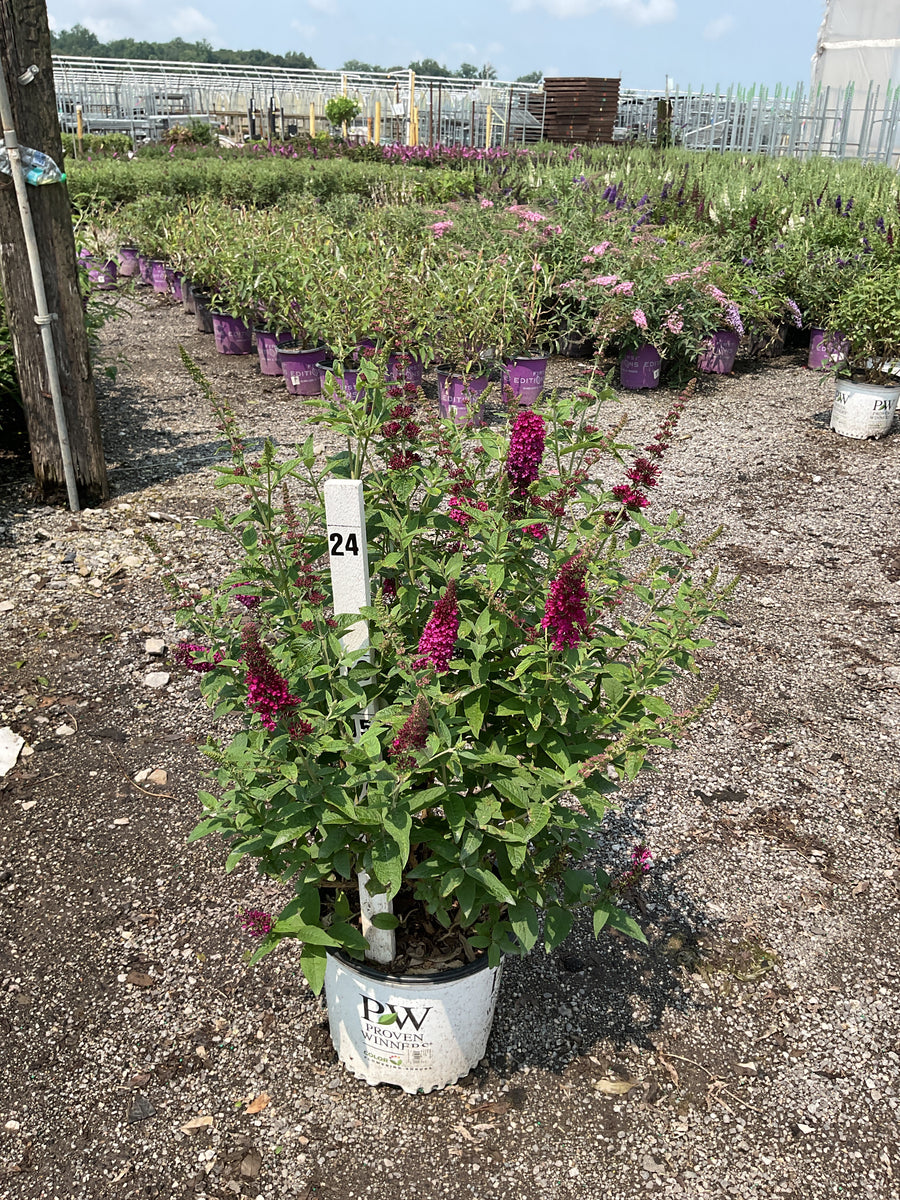 Buddleia x 'Miss Molly'