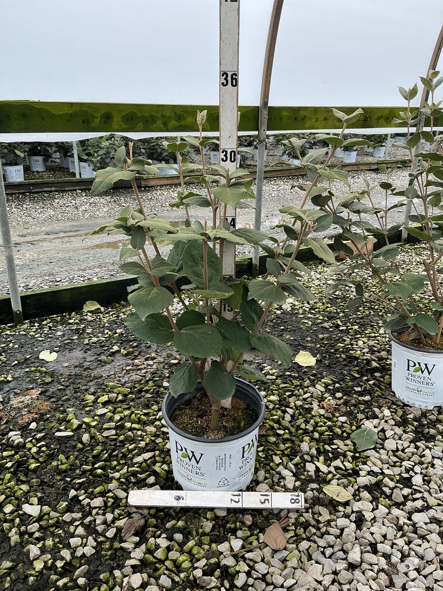 Viburnum carlesii 'Spice Girl'