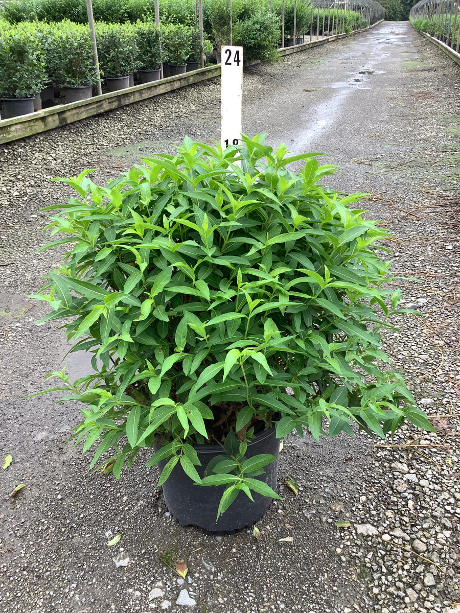 Diervilla sessilifolia 'Butterfly'