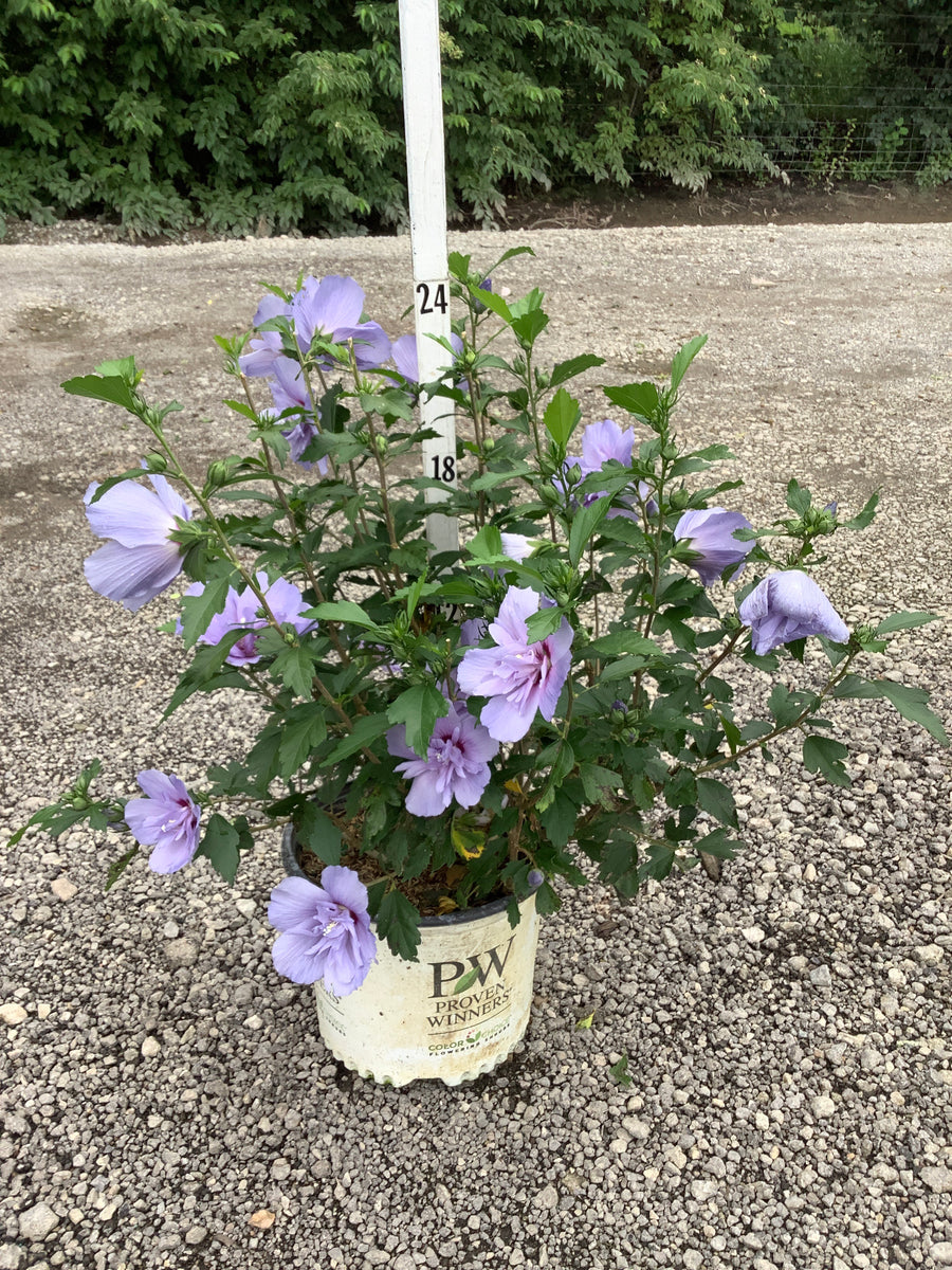 Hibiscus syriacus 'Notwoodthree'