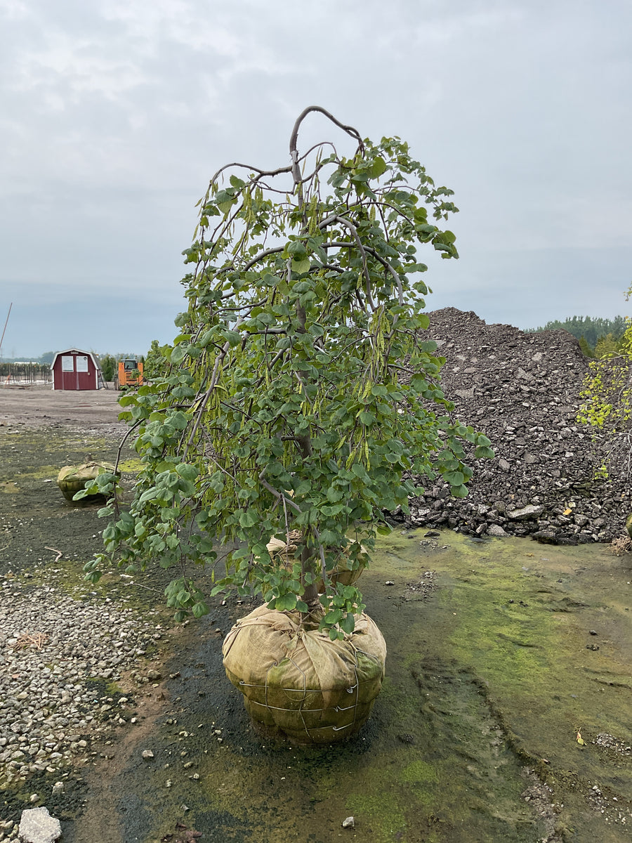Cercis canadensis 'Covey'
