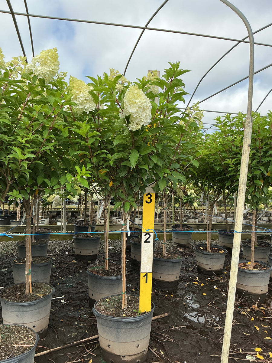 Hydrangea paniculata 'Renhy'