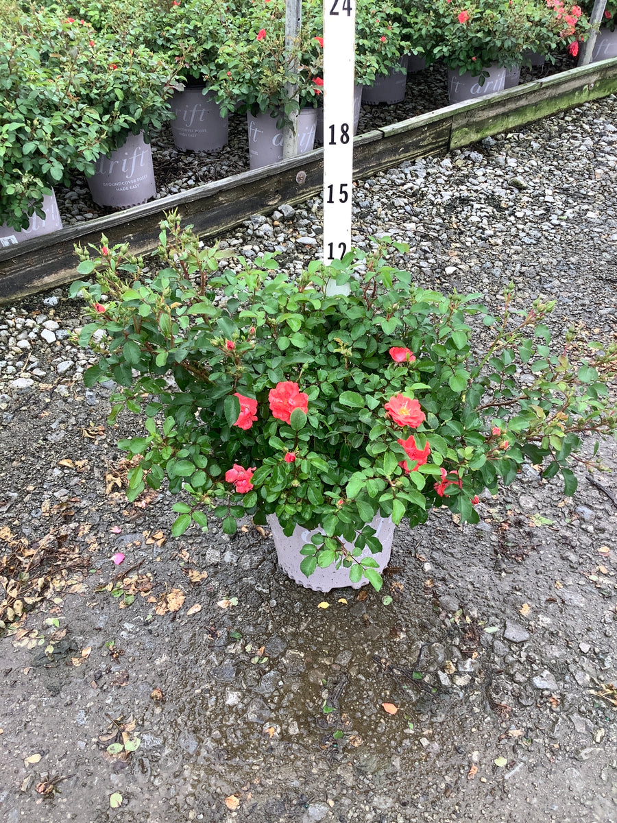 Rosa 'Drift Meigalpio'