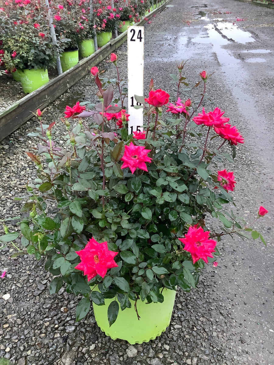 Rosa x Double Red Knock Out®