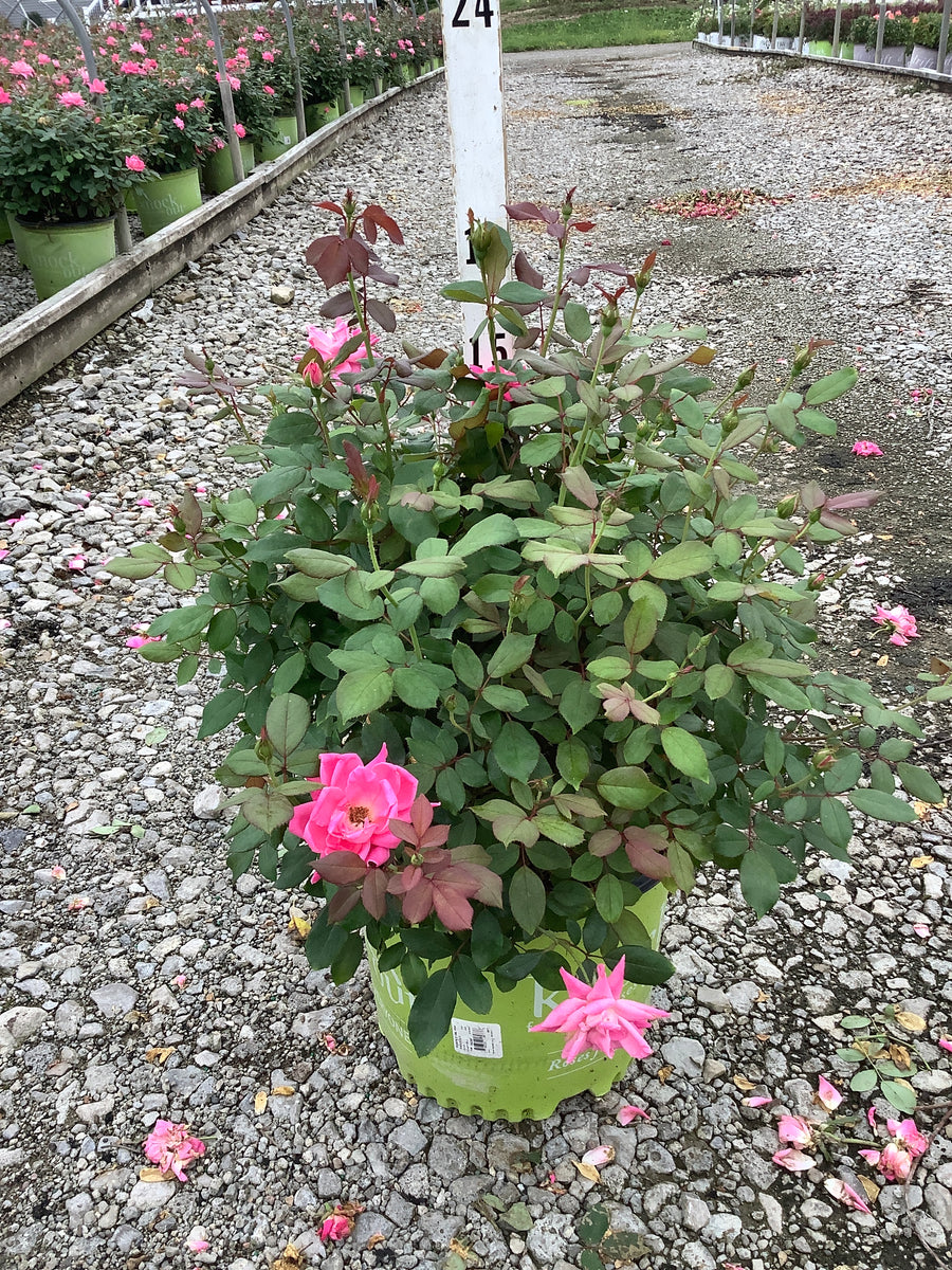 Rosa K.O 'Radtkopink'