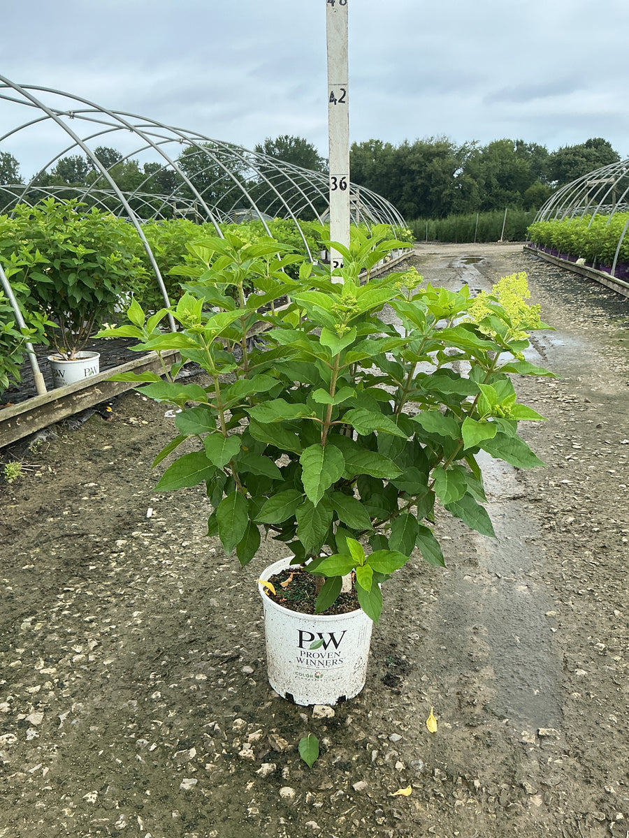 Hydrangea paniculata 'Zwijnenburg'