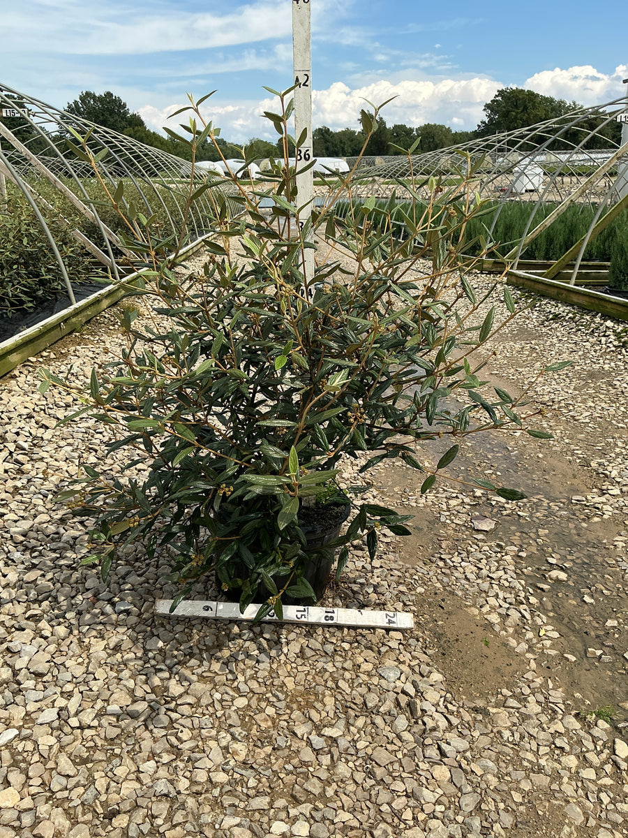 Viburnum x pragense 'Pragense'