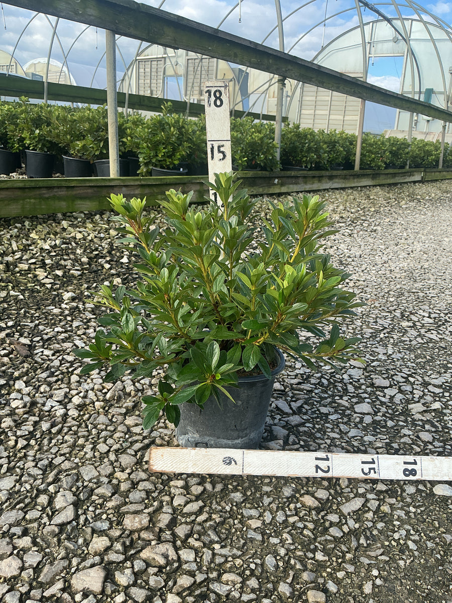 Azalea x 'Karen'