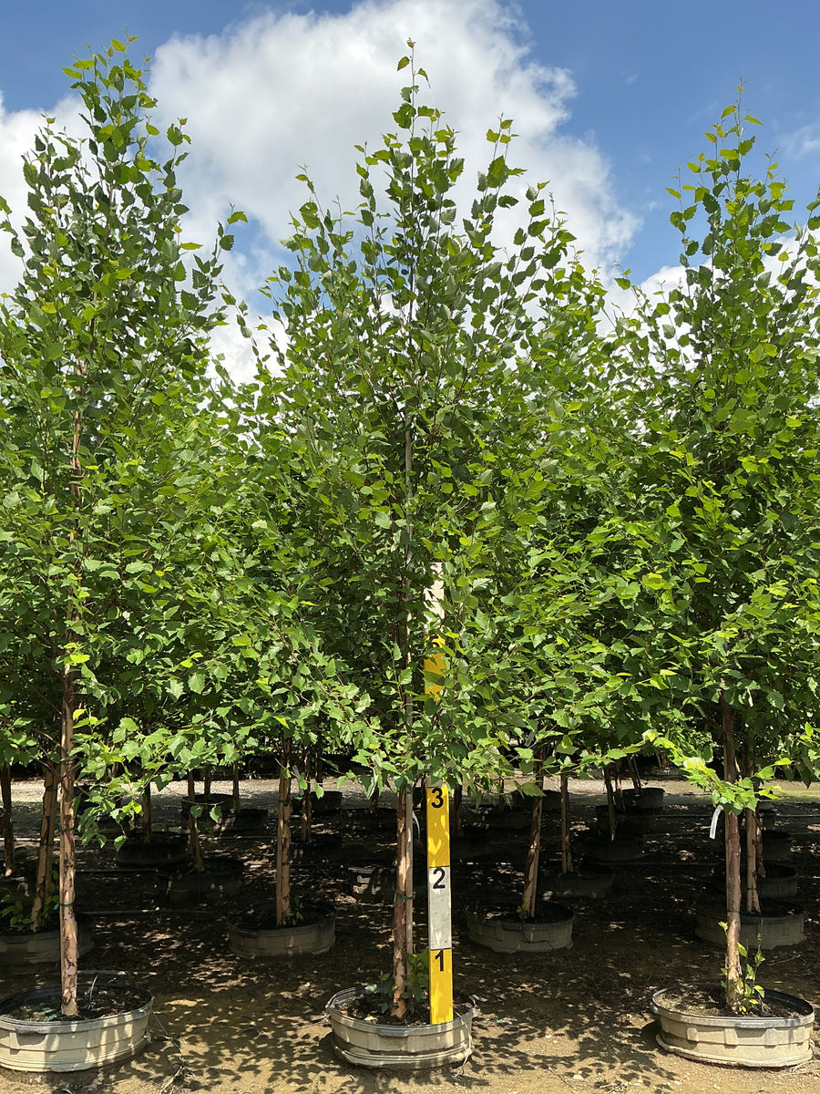 Betula nigra 'Cully'