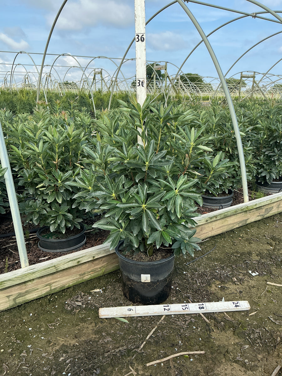 Azalea 'Exbury Fireball'