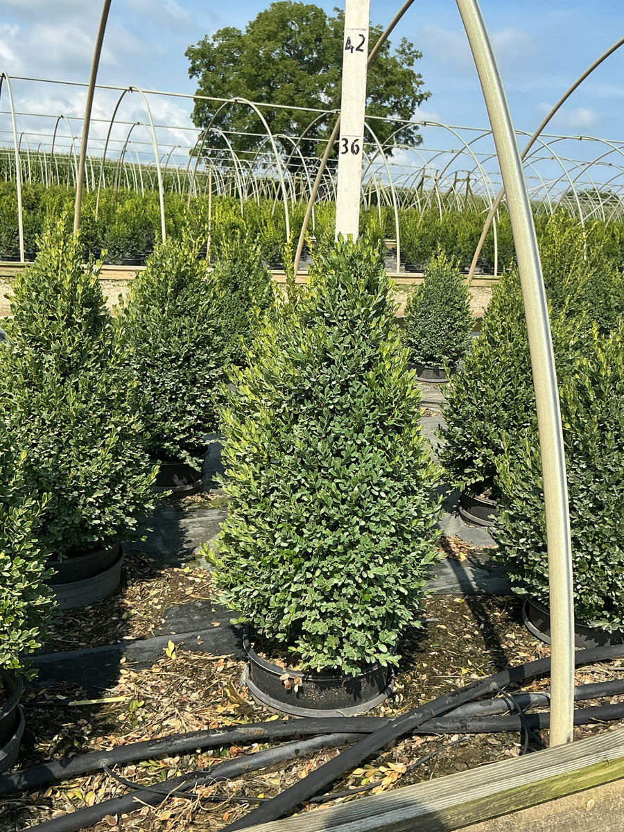 Buxus microphylla 'Green Mountain'