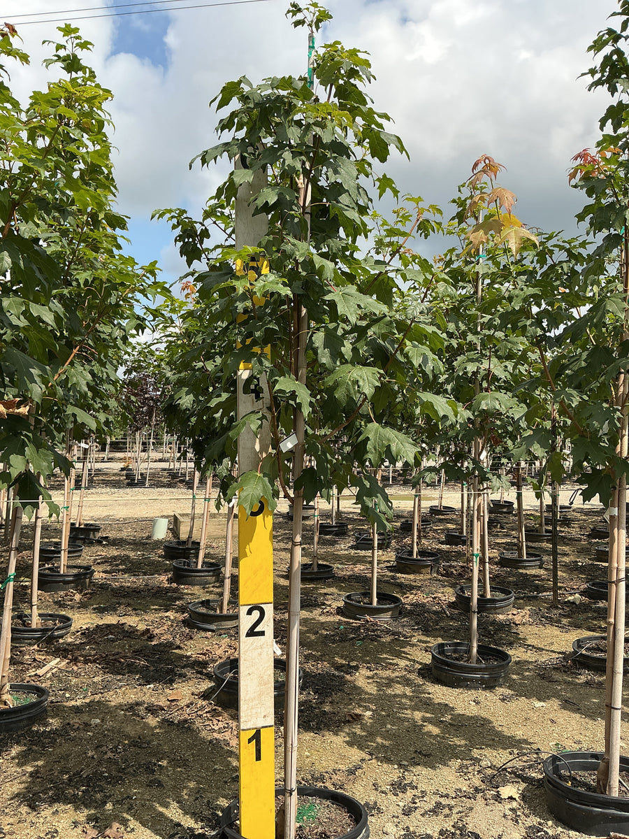 Acer saccharum 'Green Mountain'