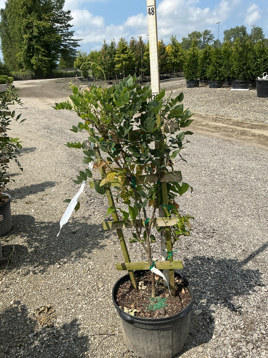 Wisteria sinensis 'Southern Belle'