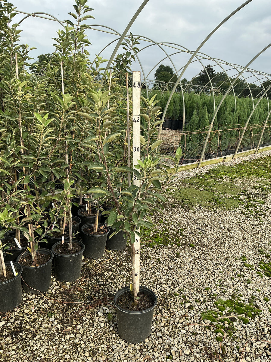 Malus 'Fruit Braeburn'
