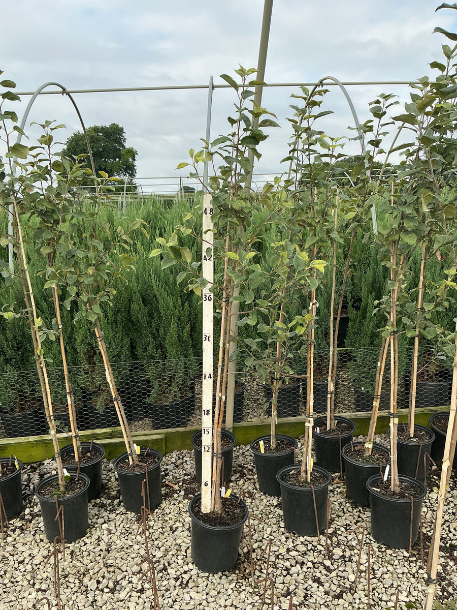 Malus 'Fruit Honeycrisp'