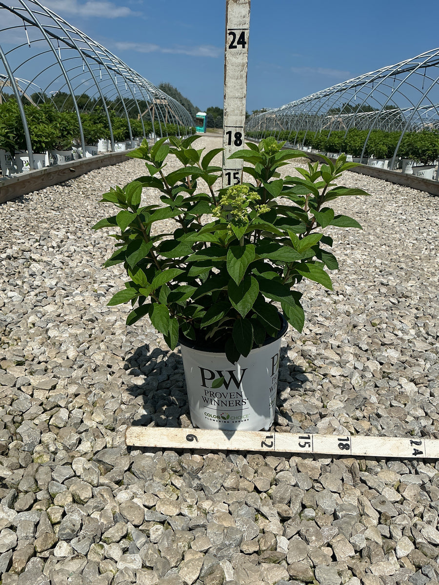 Hydrangea paniculata 'Bobo'
