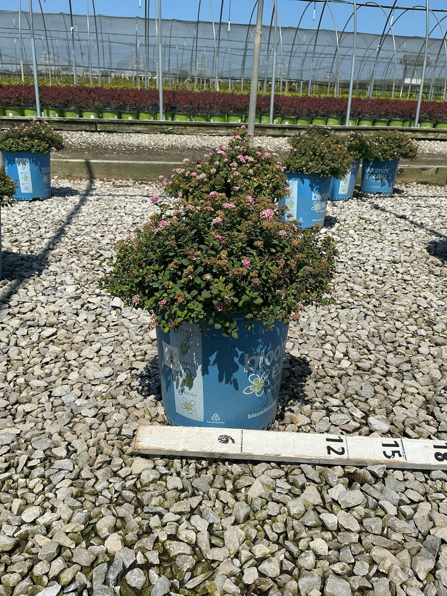 Spiraea poprocks 'Petite'