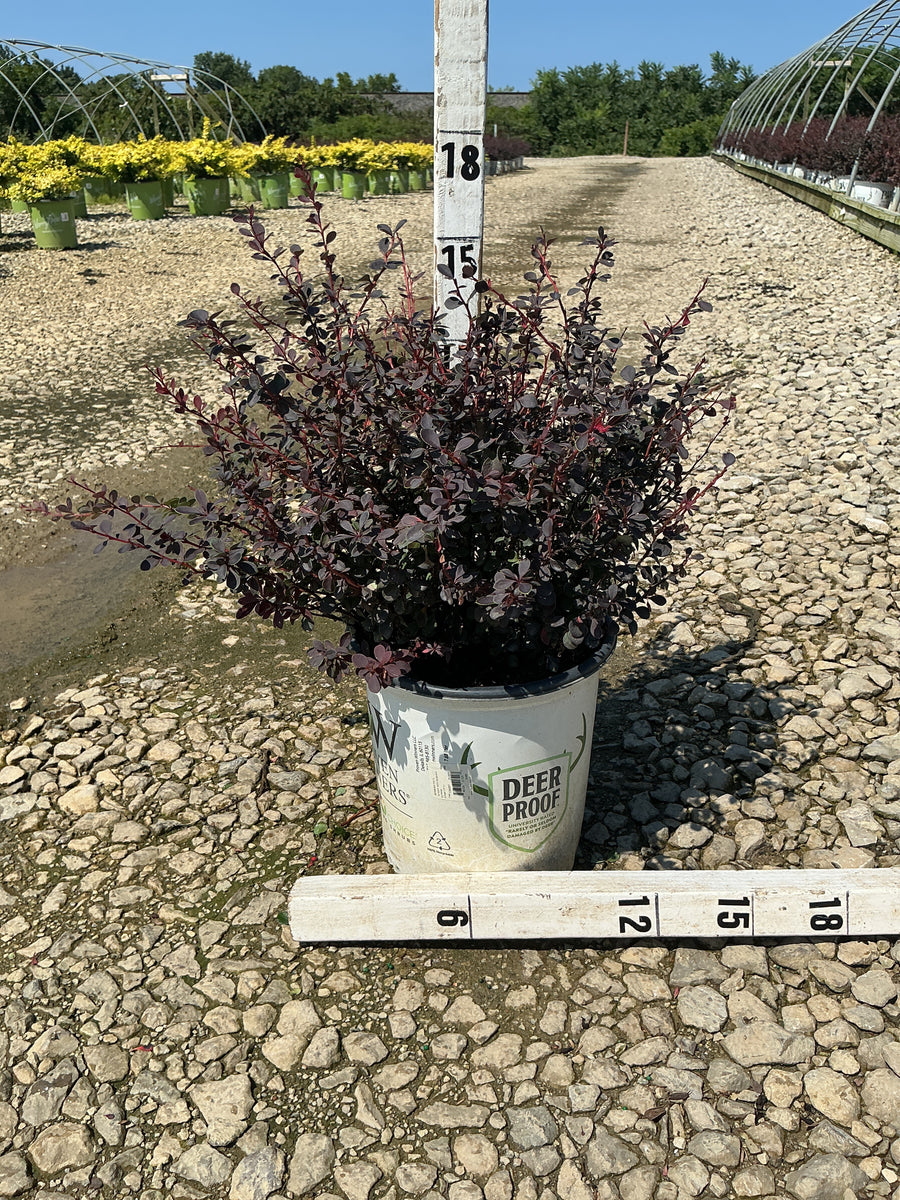 Berberis thunbergii 'Sunjoy Mini Maroon'