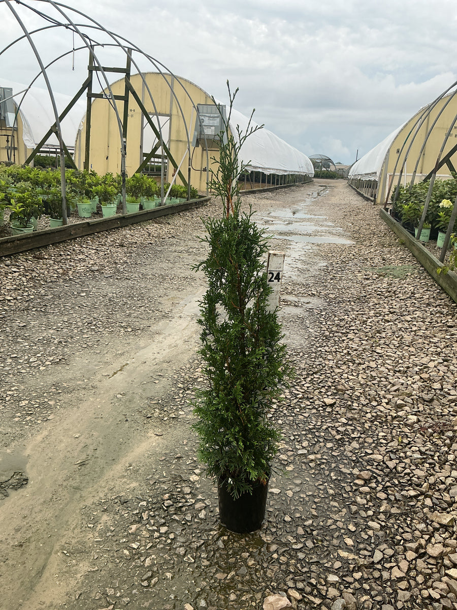 Thuja occidentalis 'Thin Man'
