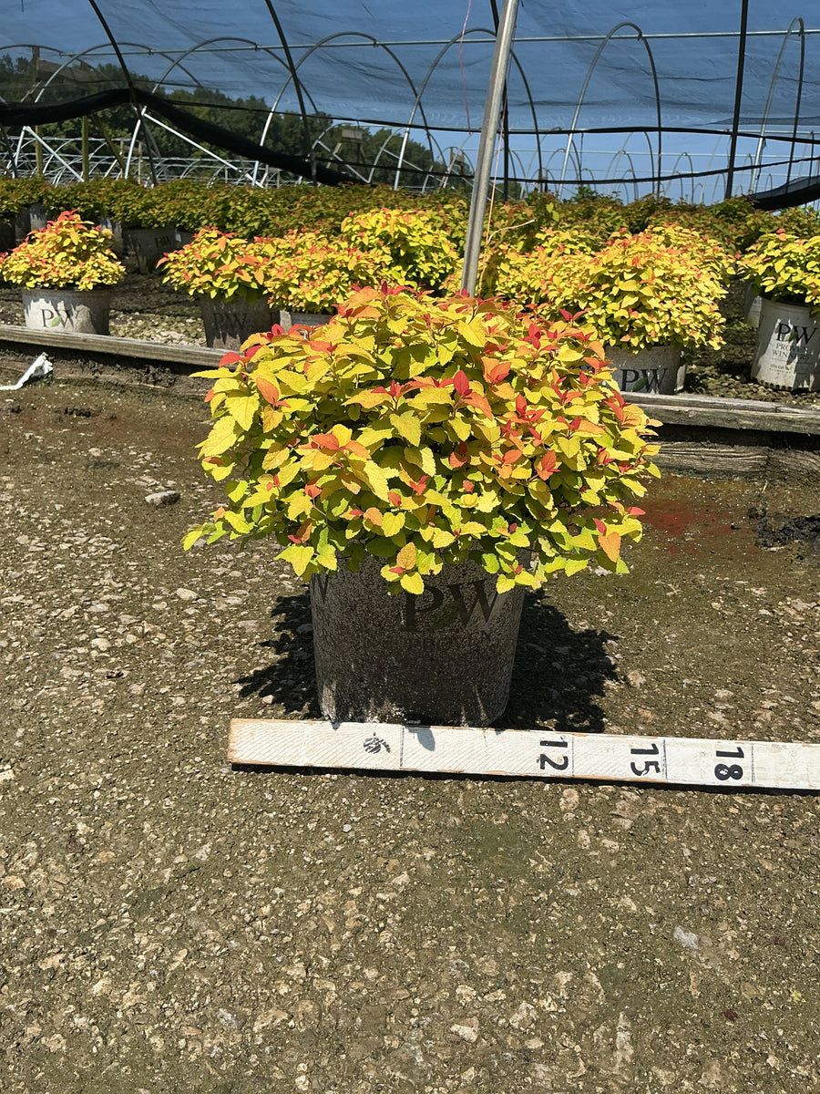 Spiraea JAP 'Dbl Play Candy Corn'