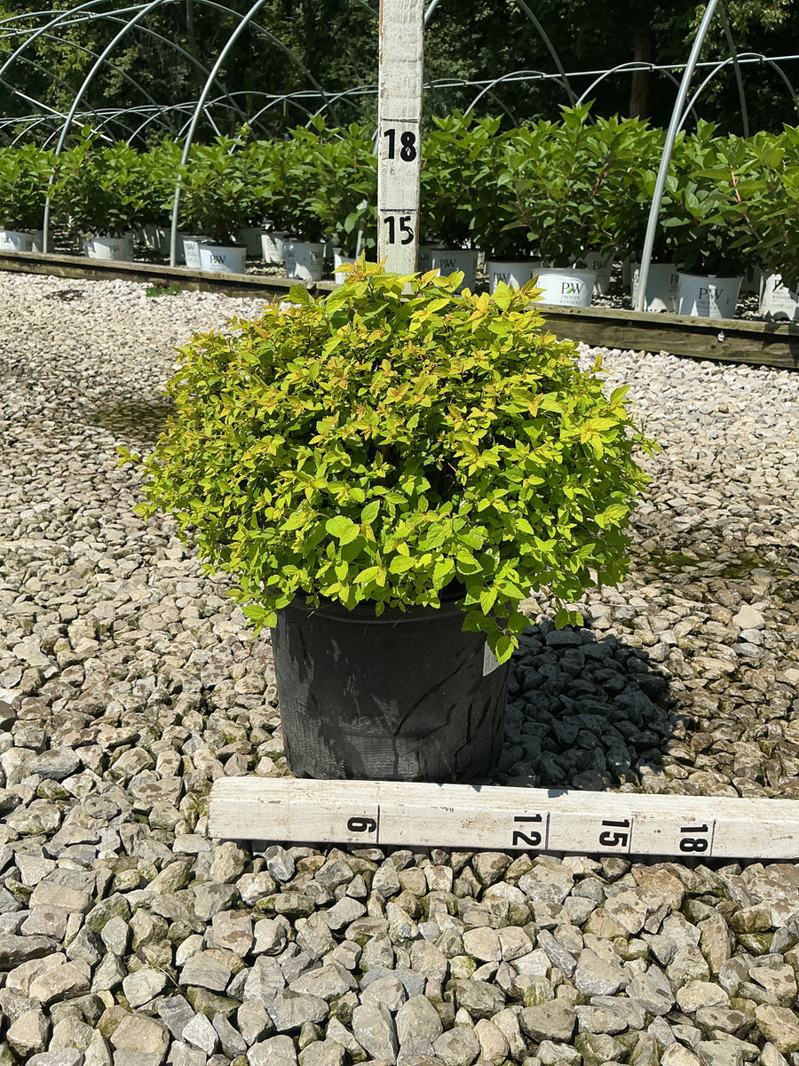 Spiraea japonica 'Goldmound'