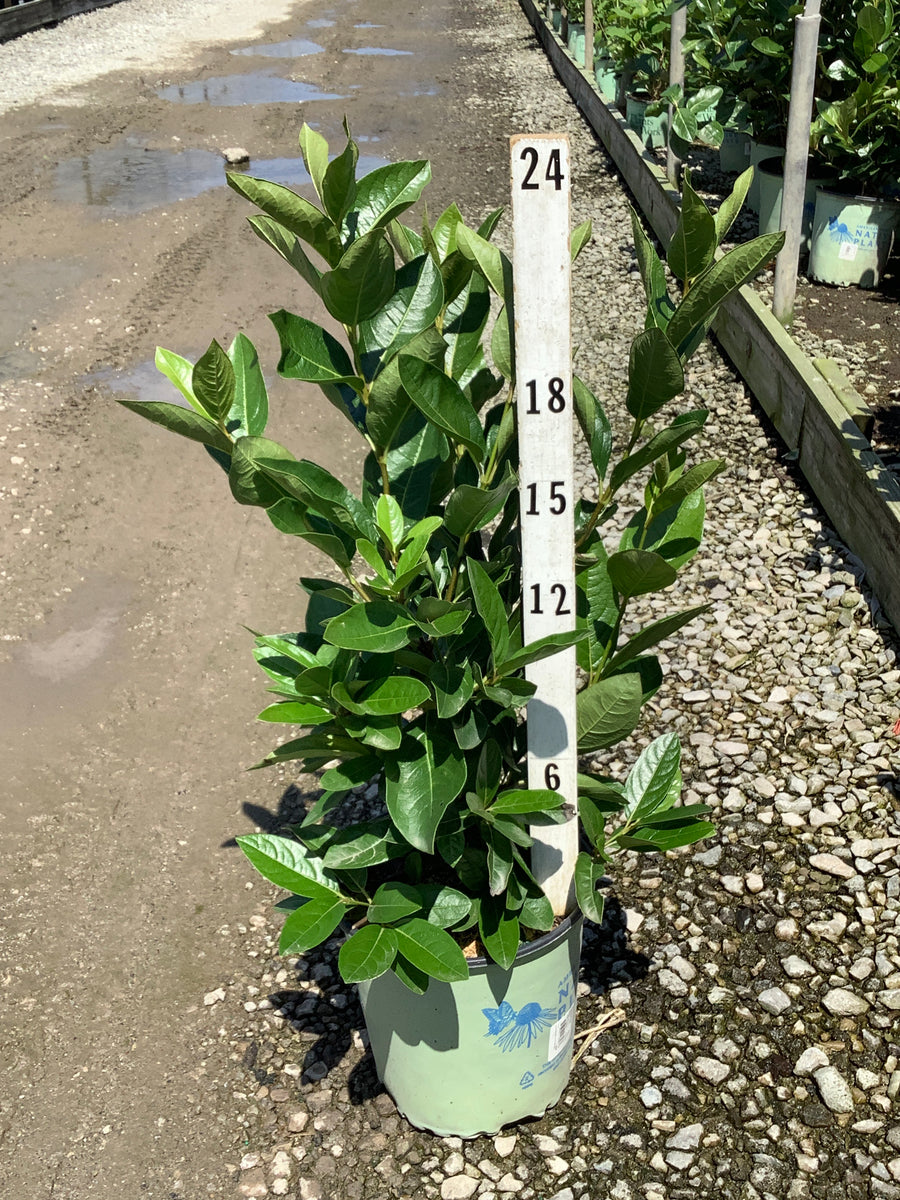 Viburnum nudum 'Winterthur'