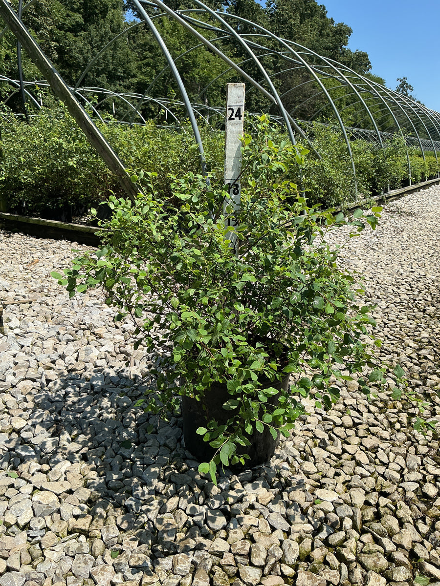 Spiraea x vanhouttei 'Renaissance'