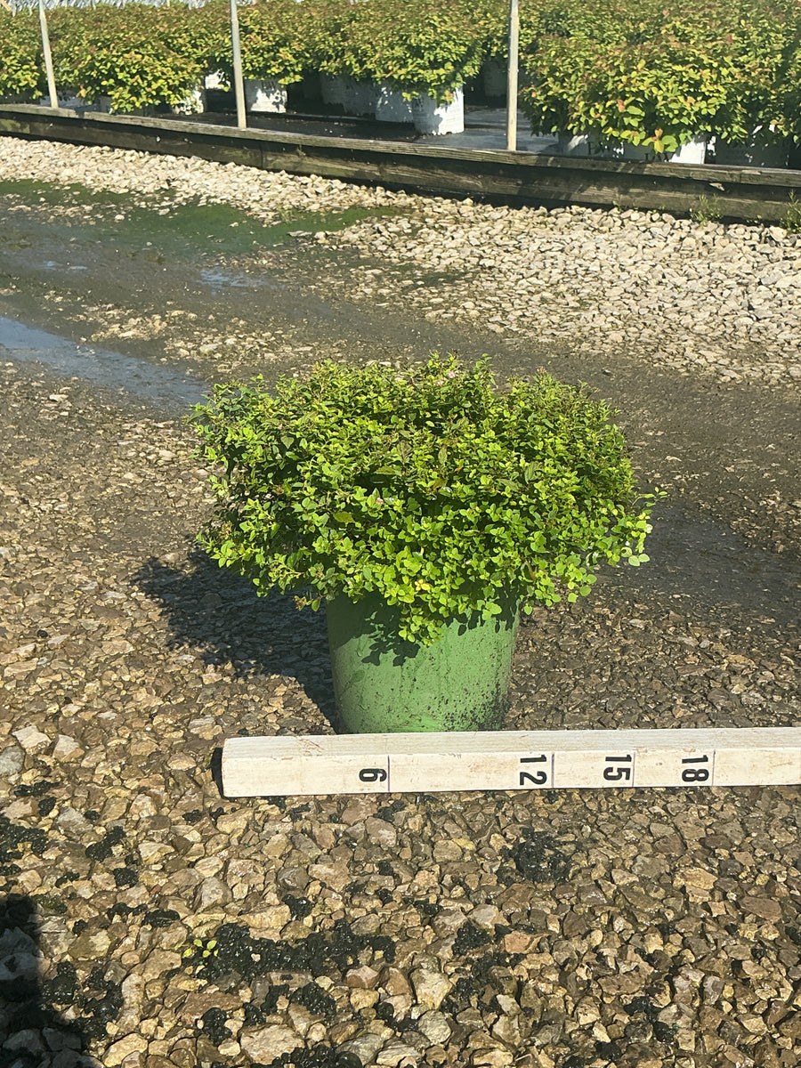 Spiraea japonica 'Little Princess'